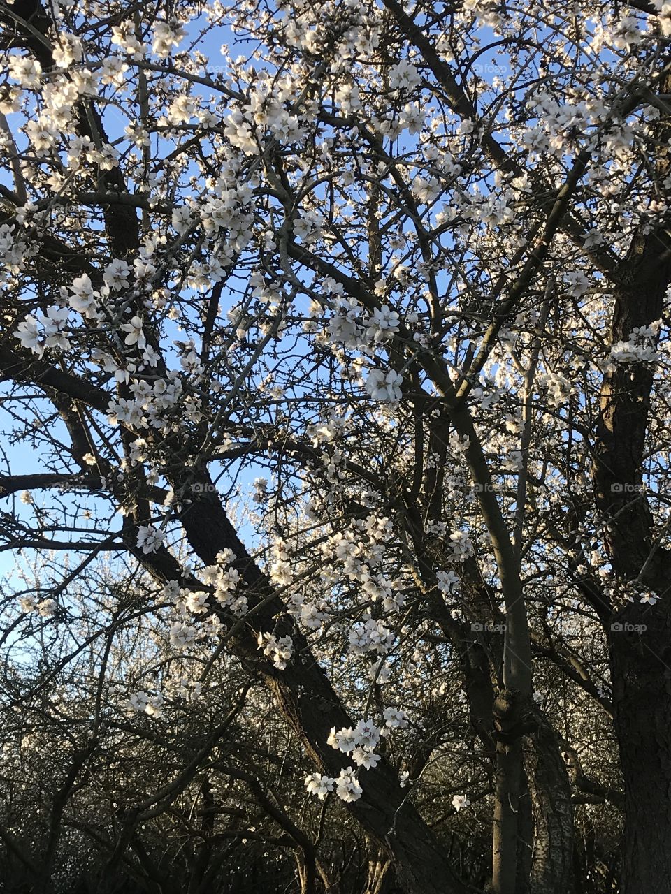 Almond blossoms against blue sky 