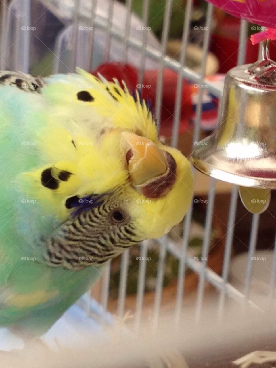 pet budgie budgerigar by Ros