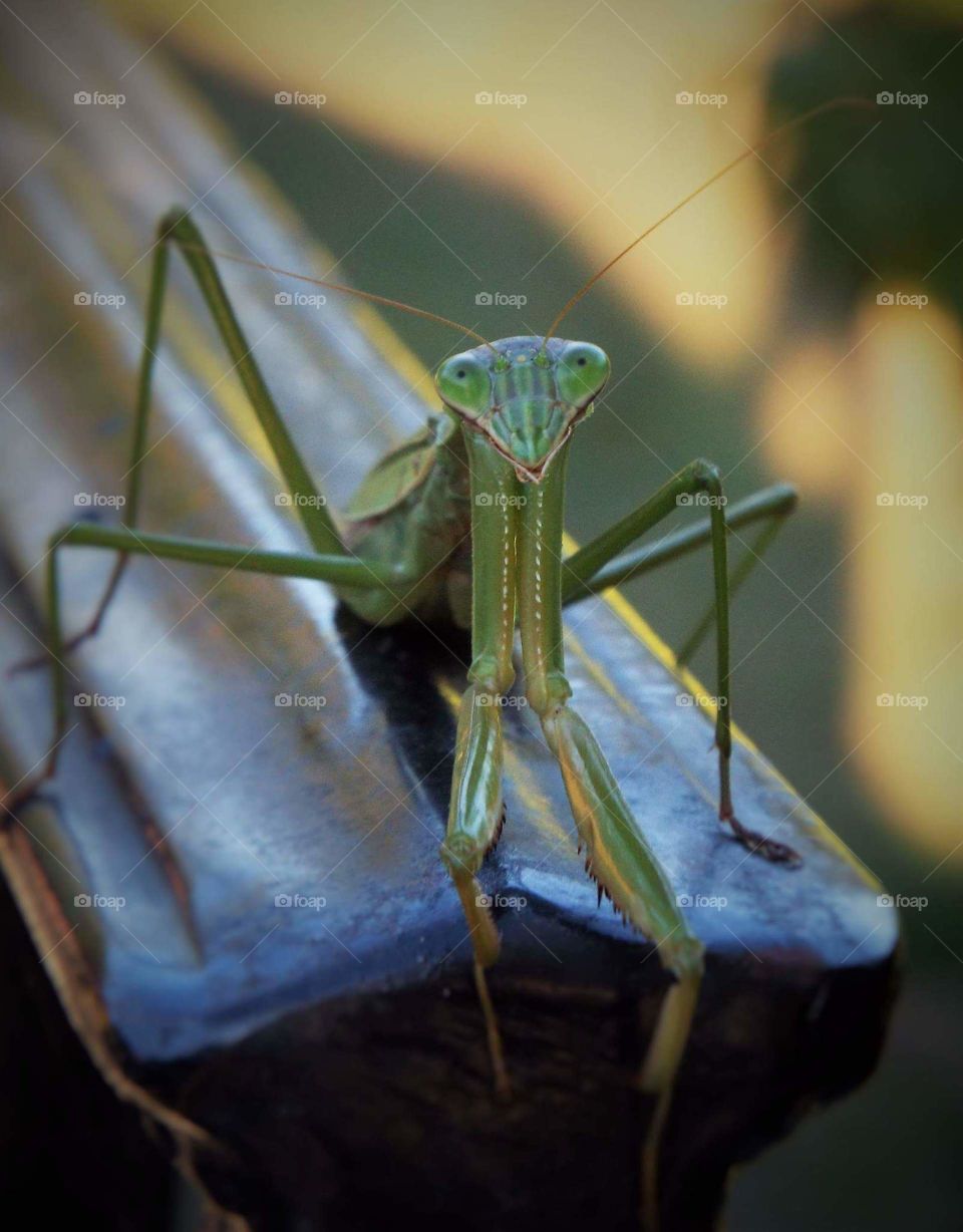 Praying Mantis