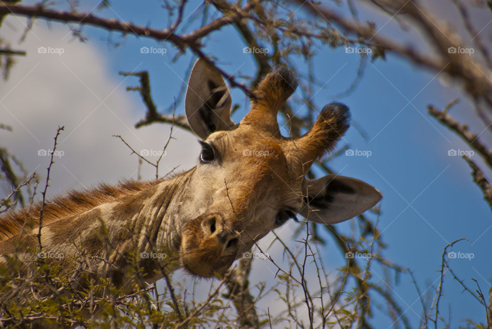 Giraffe looking down at the camera