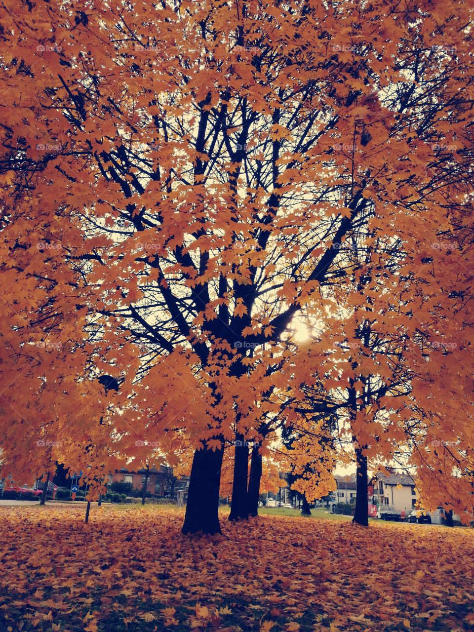 Golden like tree foliage in autumn in Ispra (Italy)