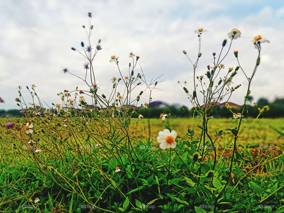 morning view in the garden