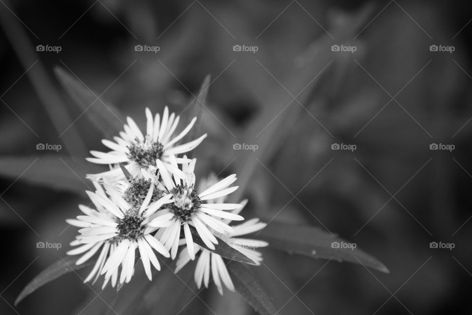 Black and white flowers