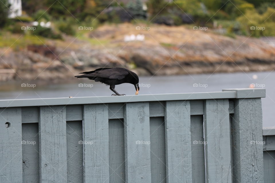 Crow having lunch 