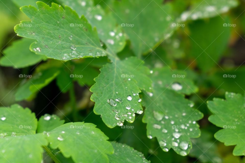 rain droplets on the leaves