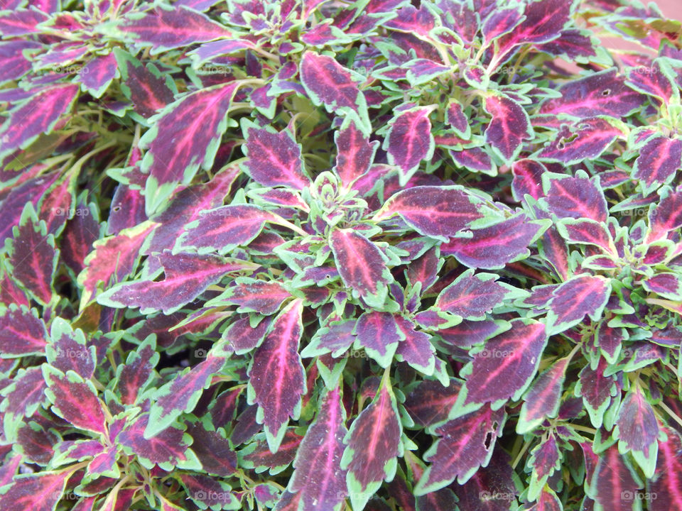 Purple and green. Purple and green foliage