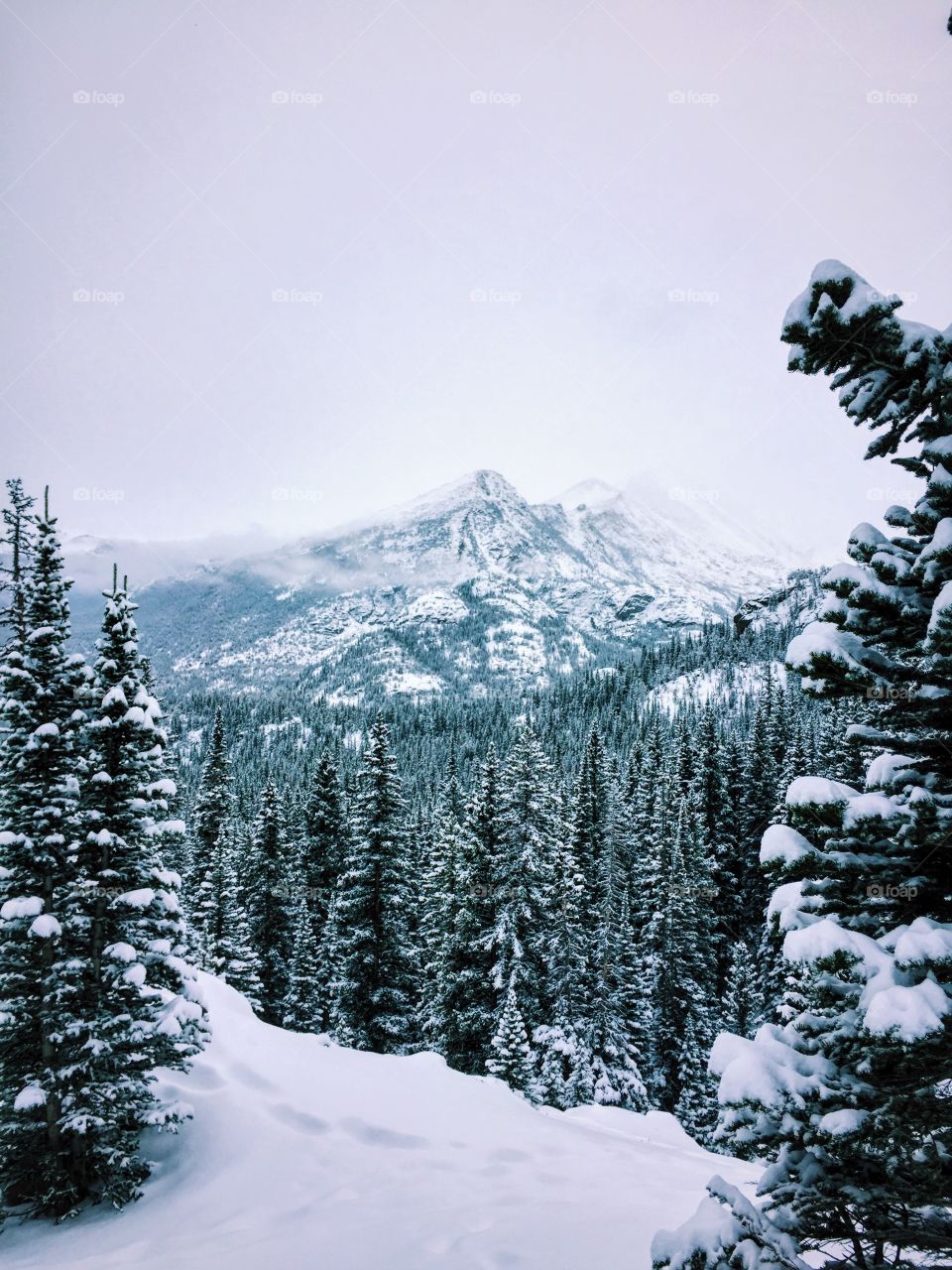View of a forest during winter