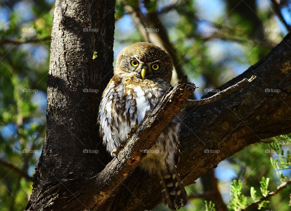 pearl spotted owlet