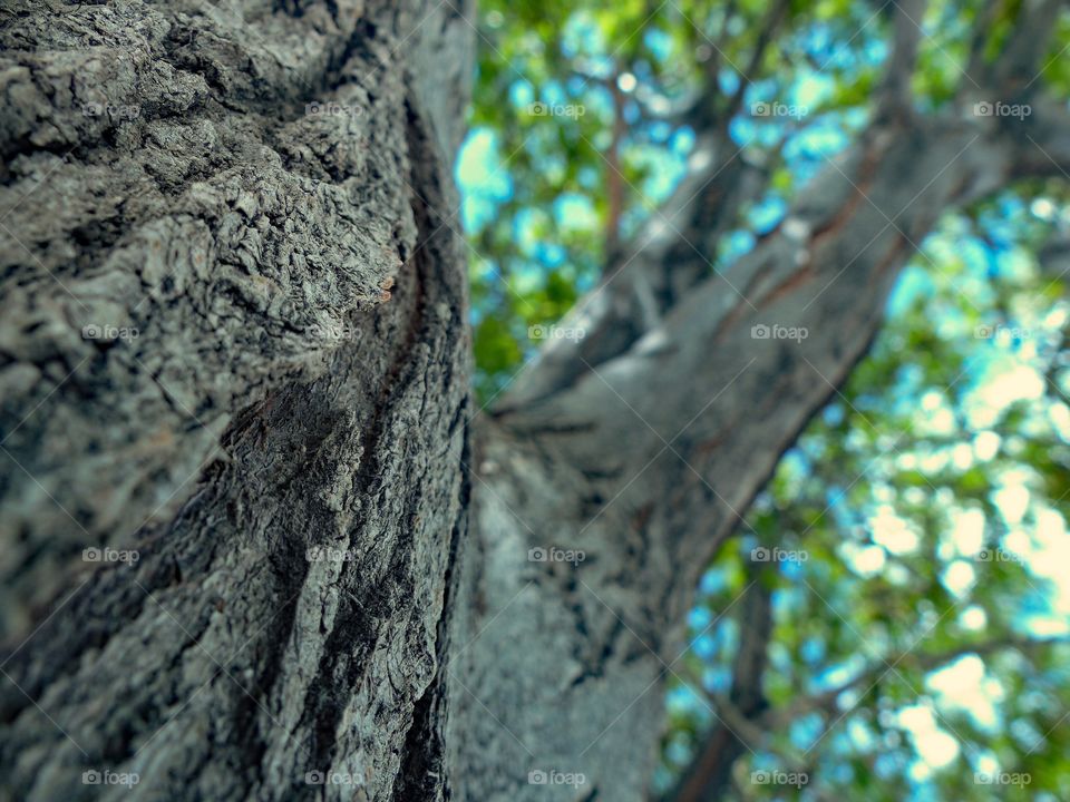 A large tree closeup