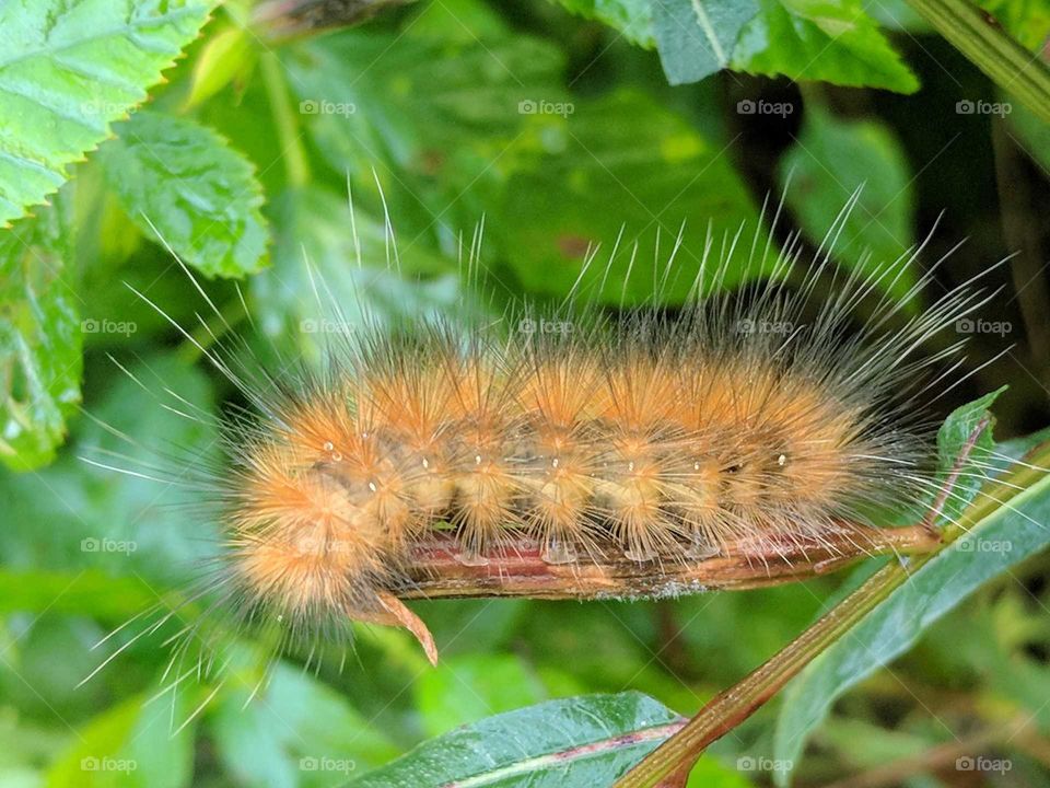 Caterpillar