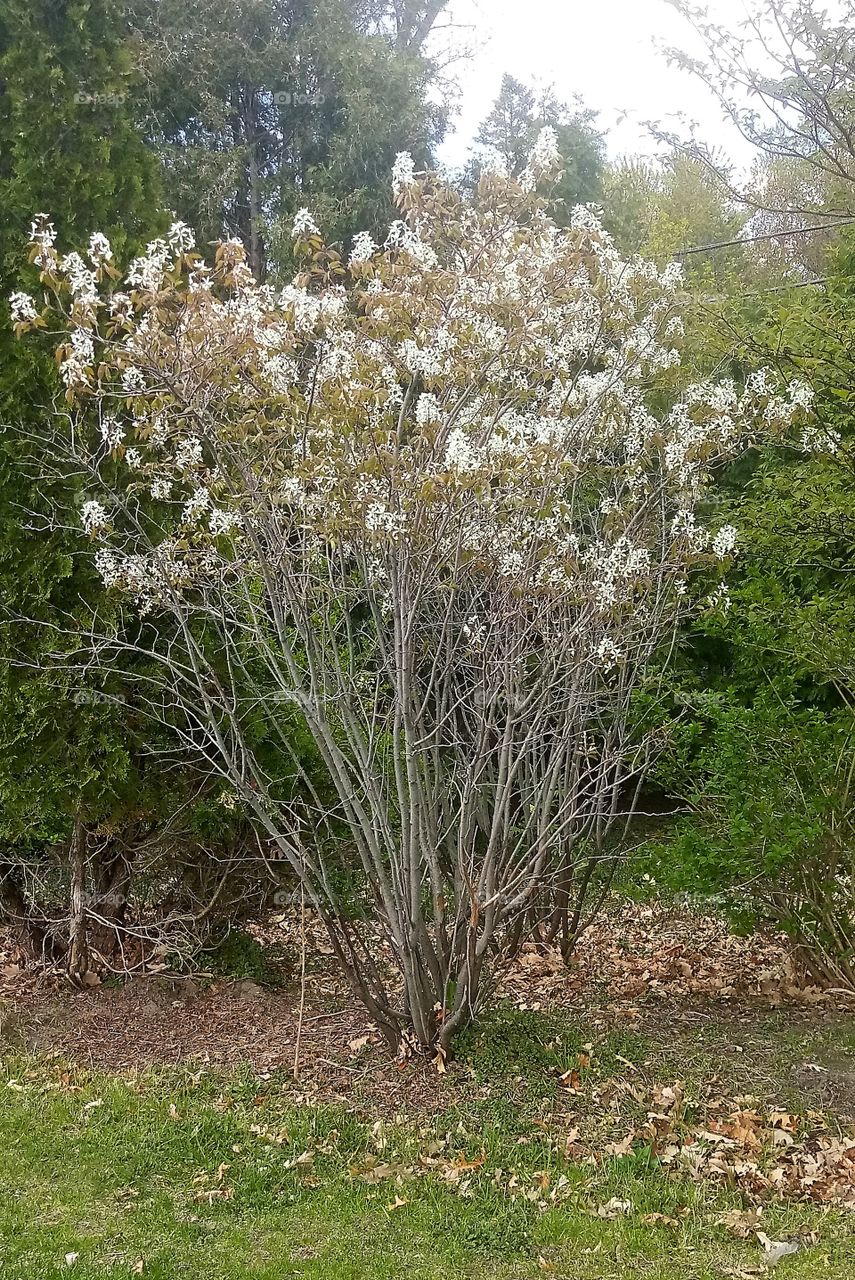 a bush with small white flowers on the outskirts of a forest