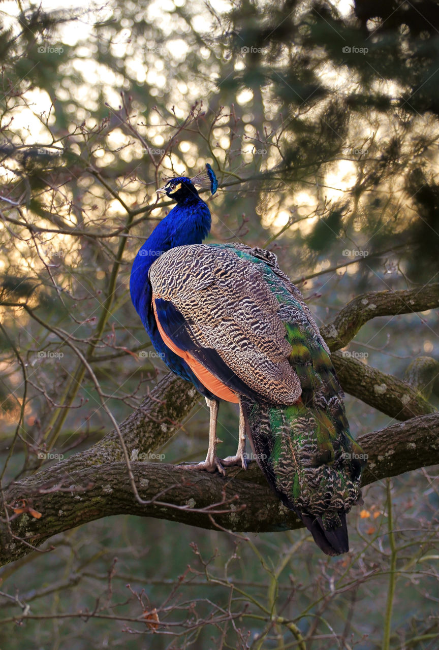 Beautiful peacock