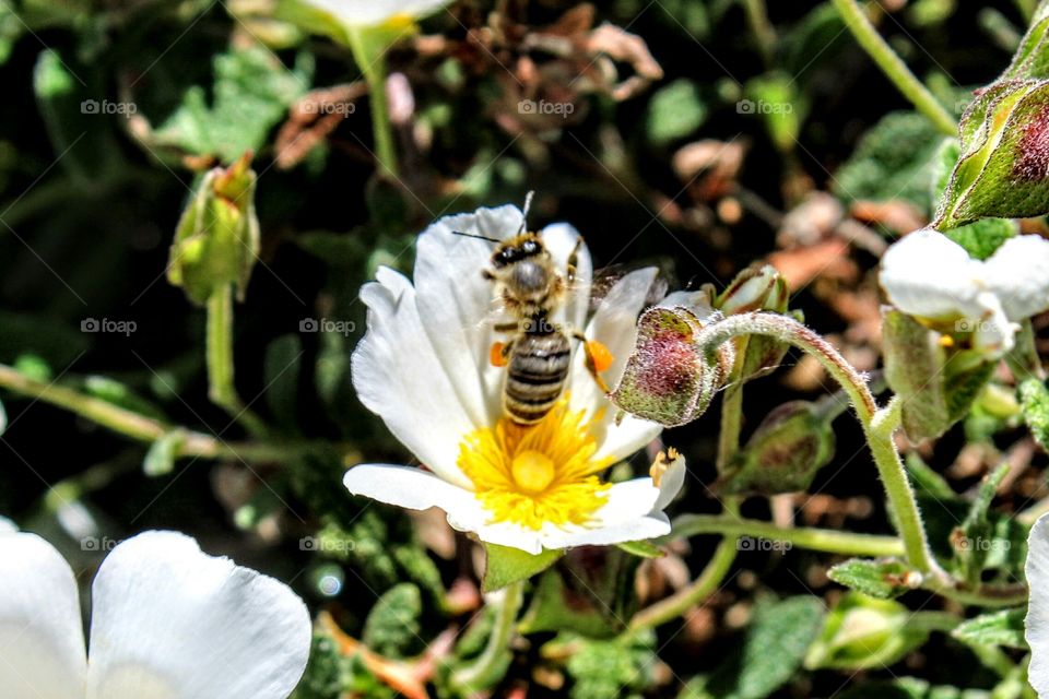 Bee flower
