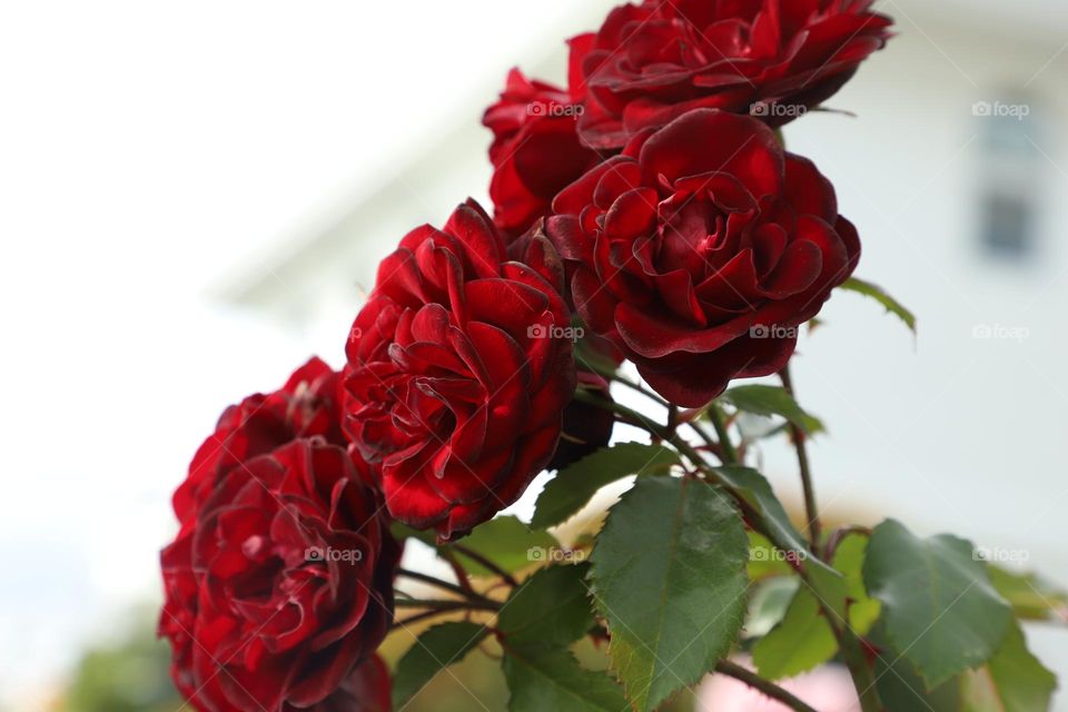 Red roses