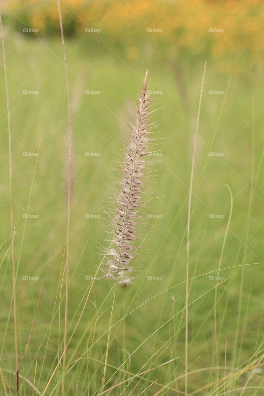 Wild grasses 