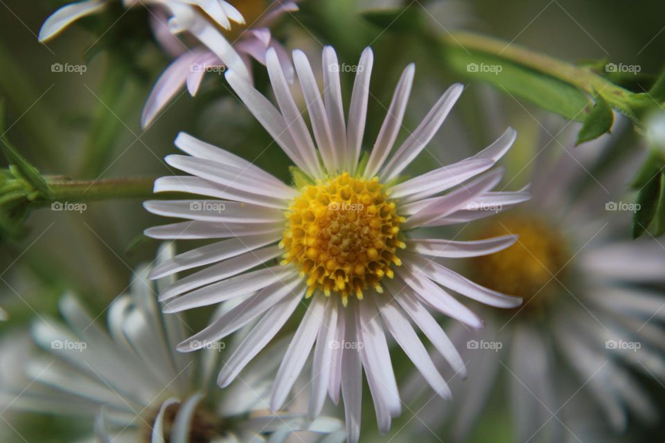 Close up macro shot of a white and yellow daisy with flowers in the background and blades of grass 
