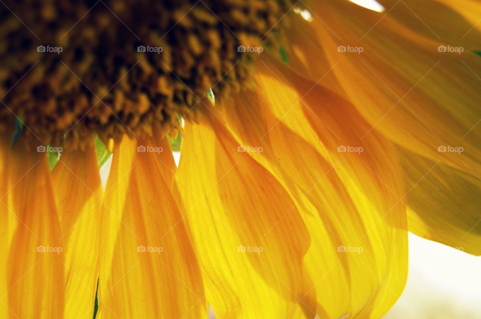 Extreme close-up of sunflower