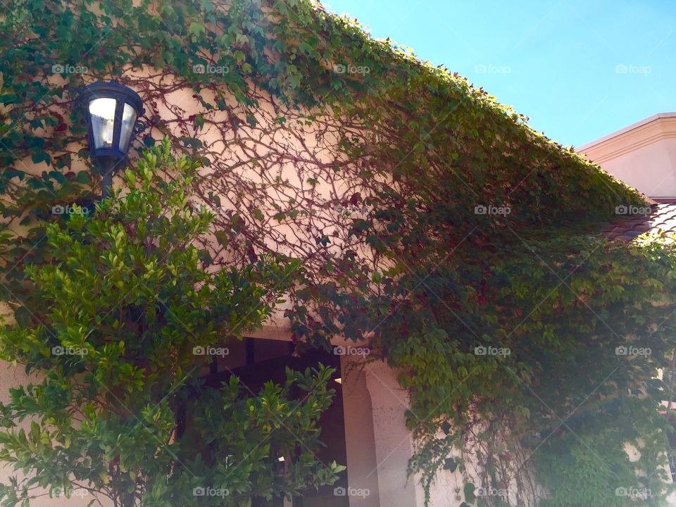 Plants covered building