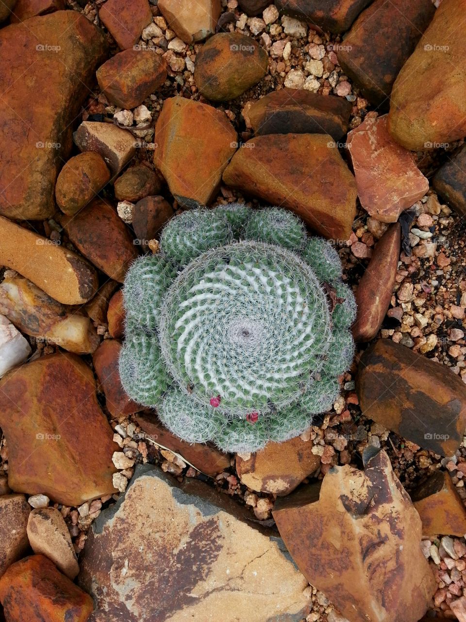 spiky spirals in the rough