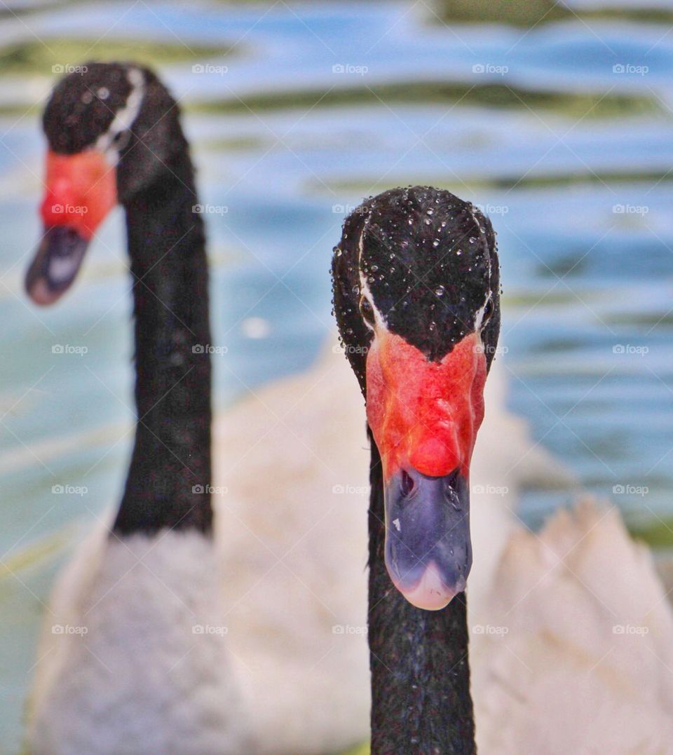 Swans