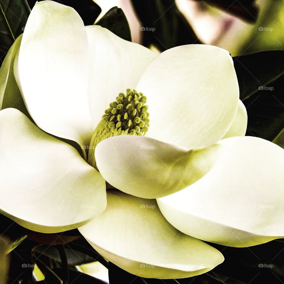 White Magnolia