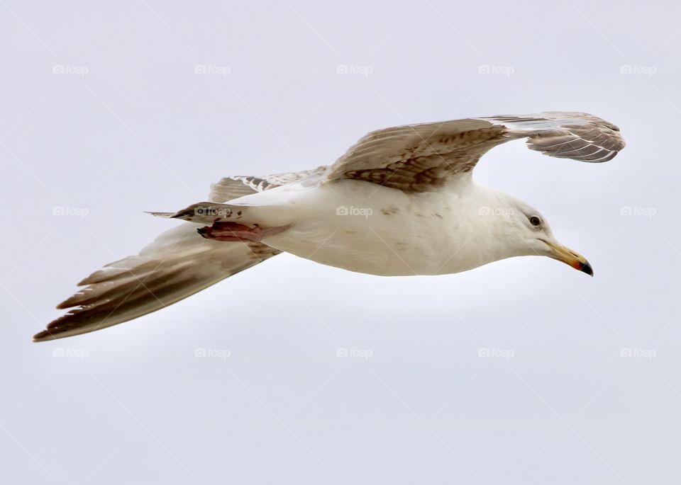 seagull in flight