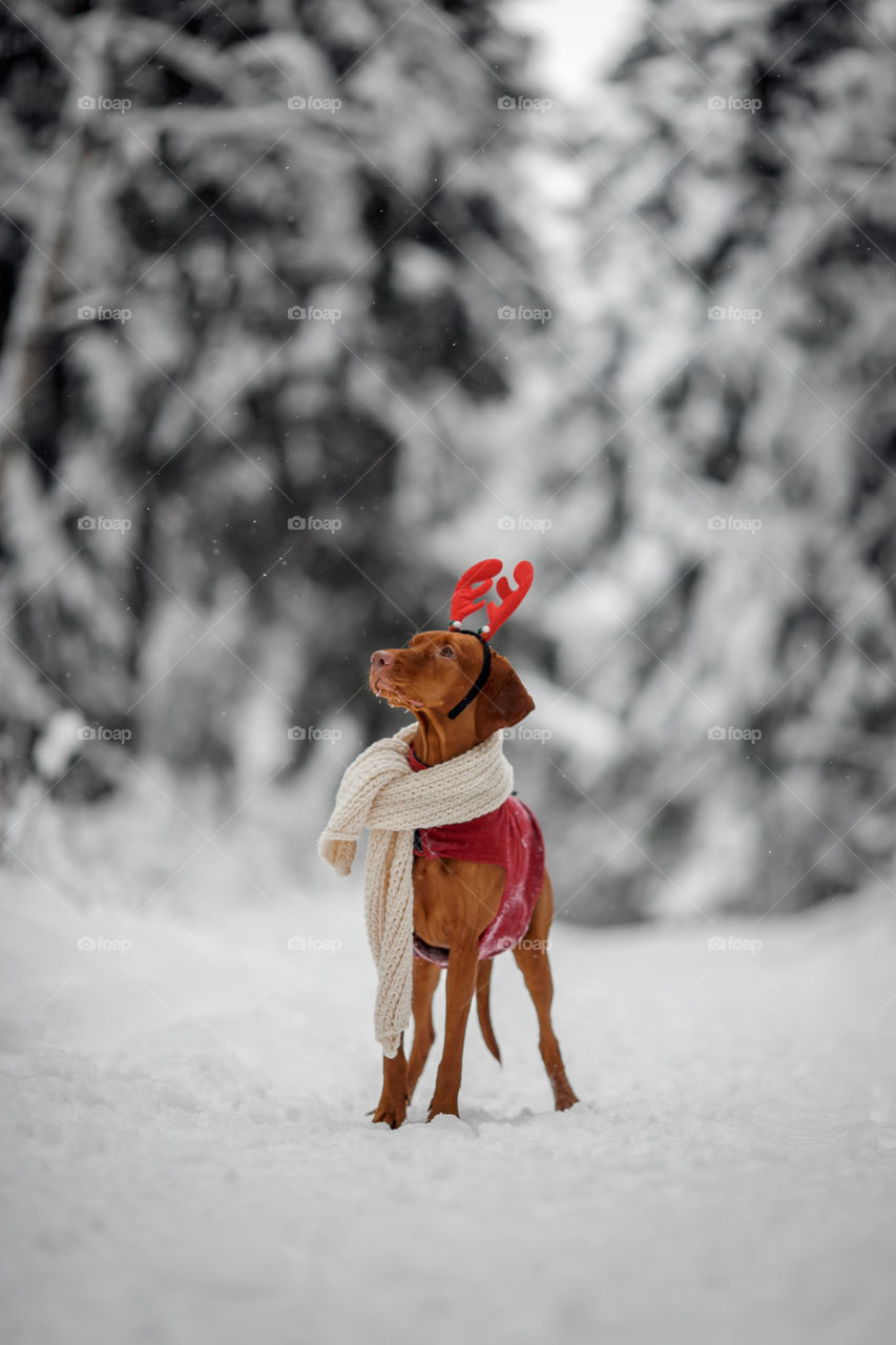 Outdoor portrait of Hungary vyzhla dog in funny headband 