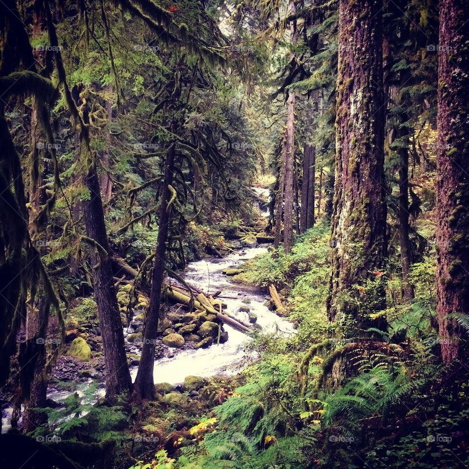 Magical picnic spot 