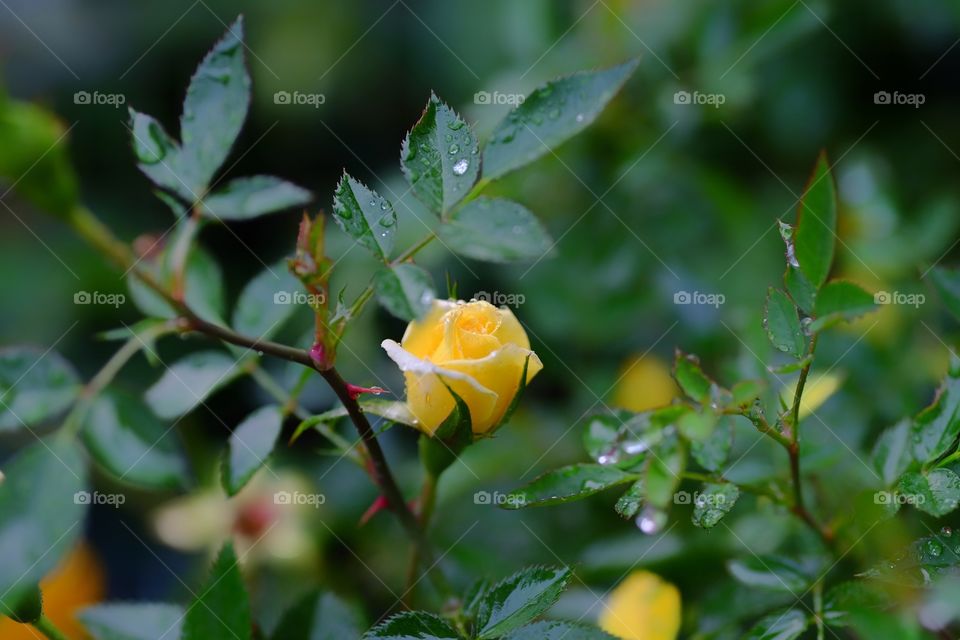 Rare yellow rose.