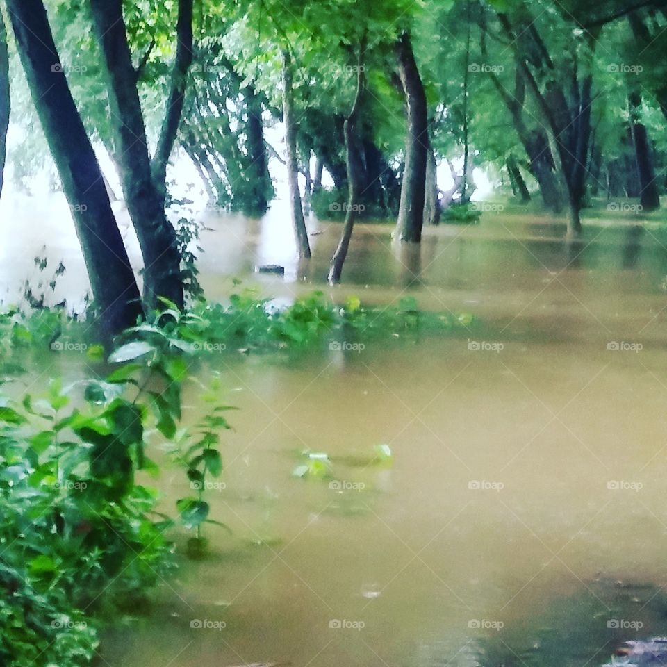 river flood water trees nature muddy dangerous