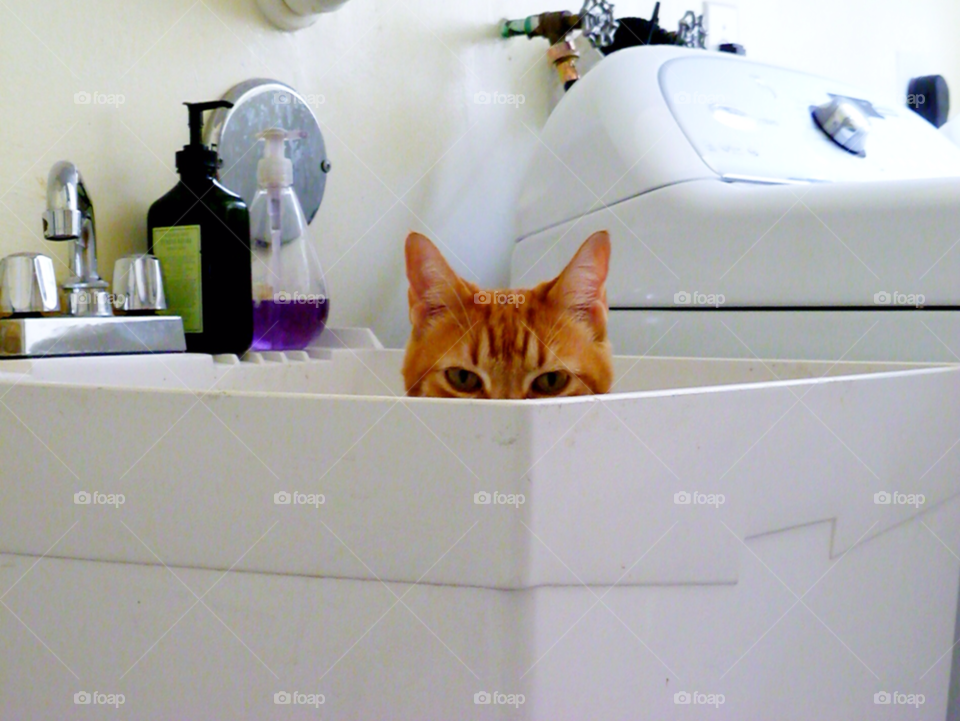 orange house cat animal by jmsilva59