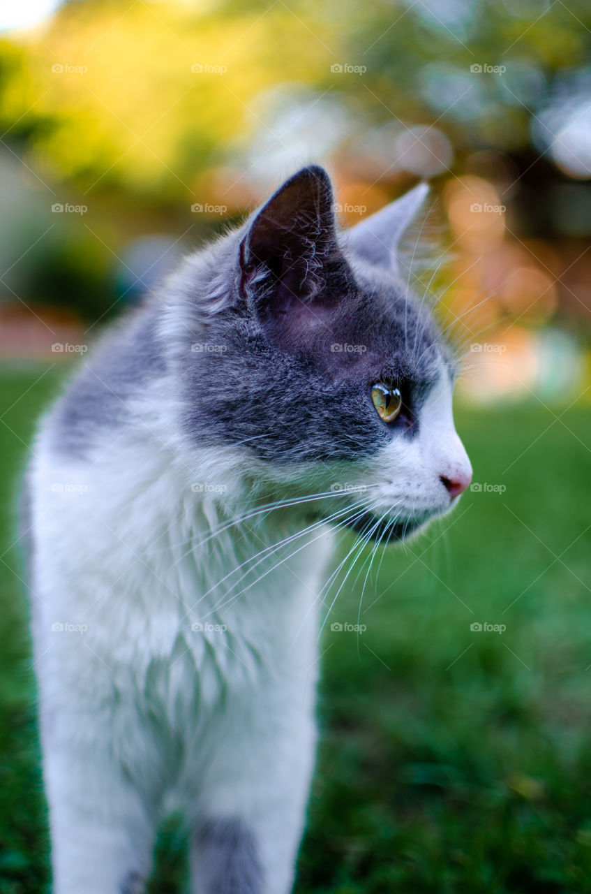 cat in the grass . perfect green eyes