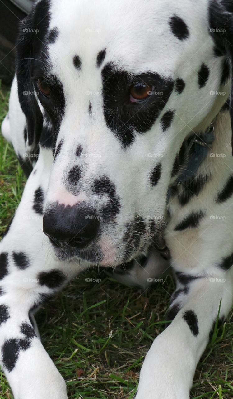 laid Dalmatian Dog. black spotted