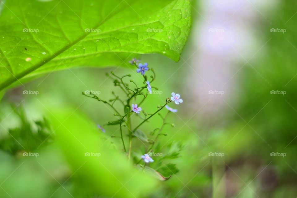 Forget-me-not