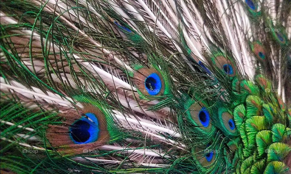 peacock feathers