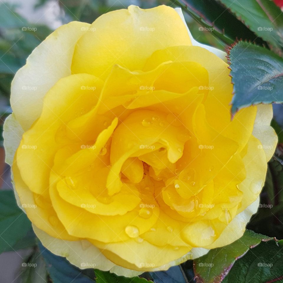 Gelbe Rose mit Wassertropfen, yellow rose with water drops