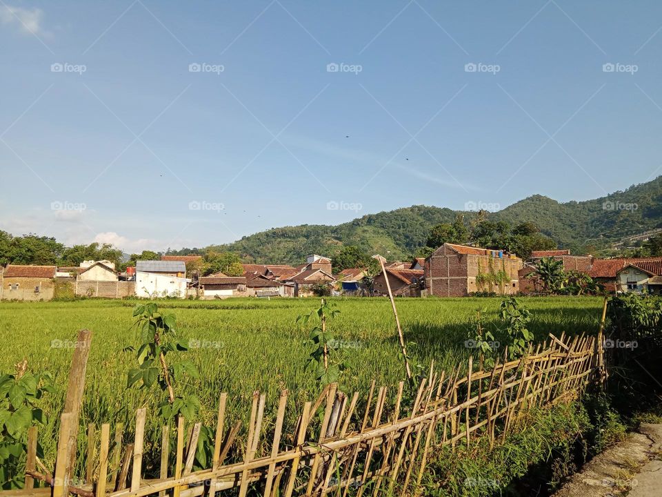 rice field around the mountain in bandung west java