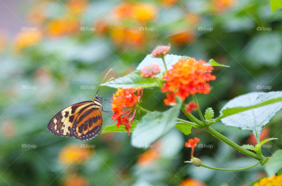 Close-up of butterfly with flower
