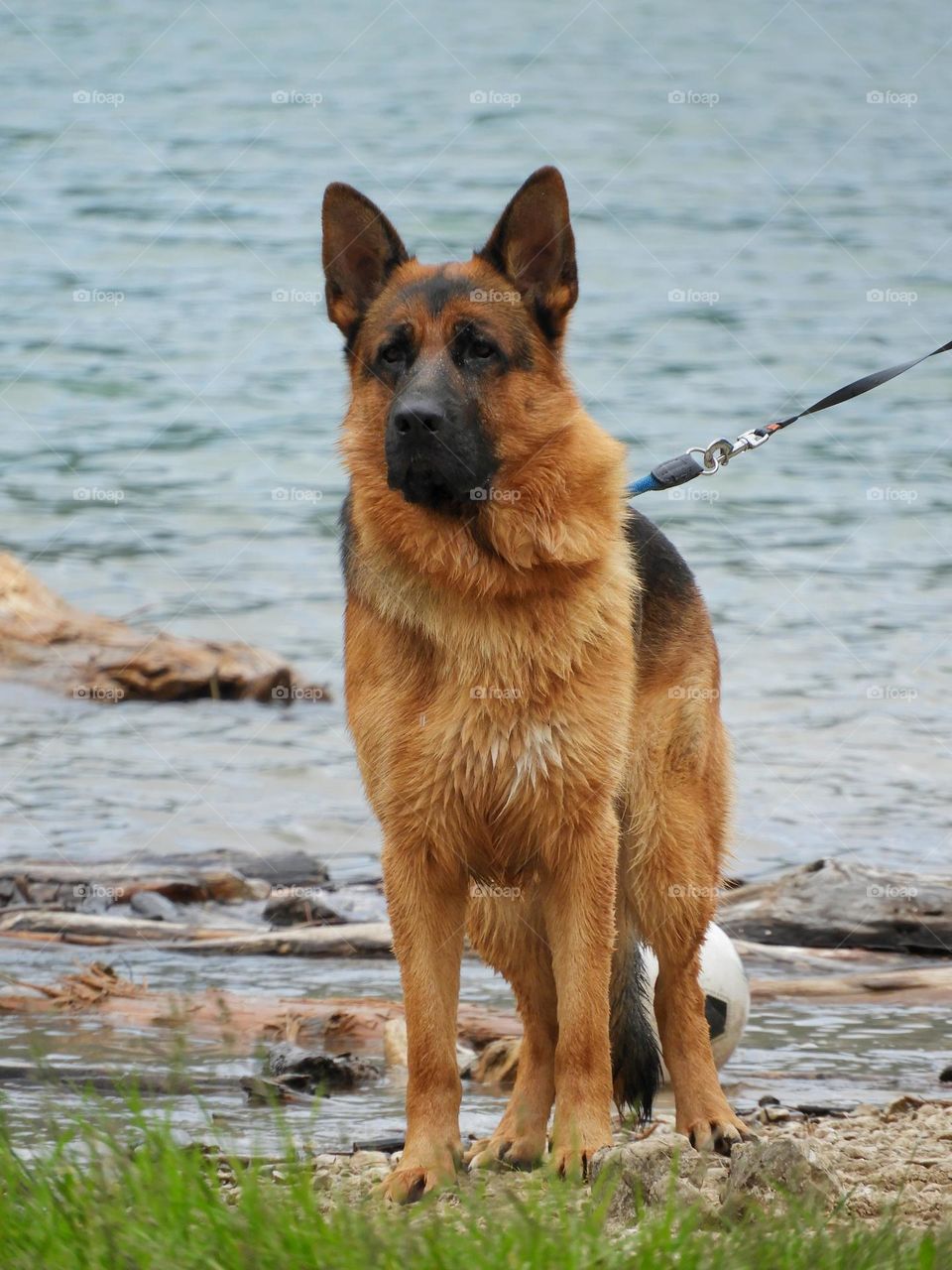 german shepard