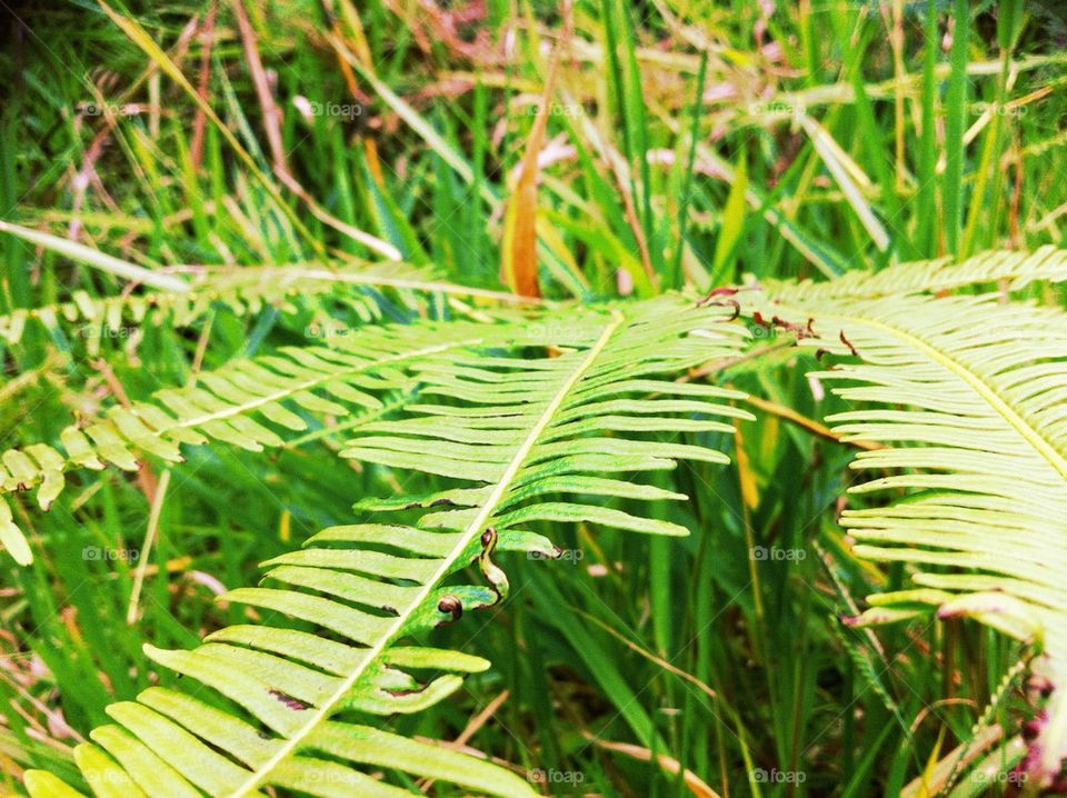 Fern leaves