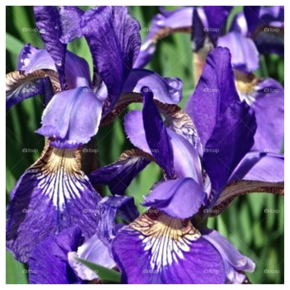 Purple Irises