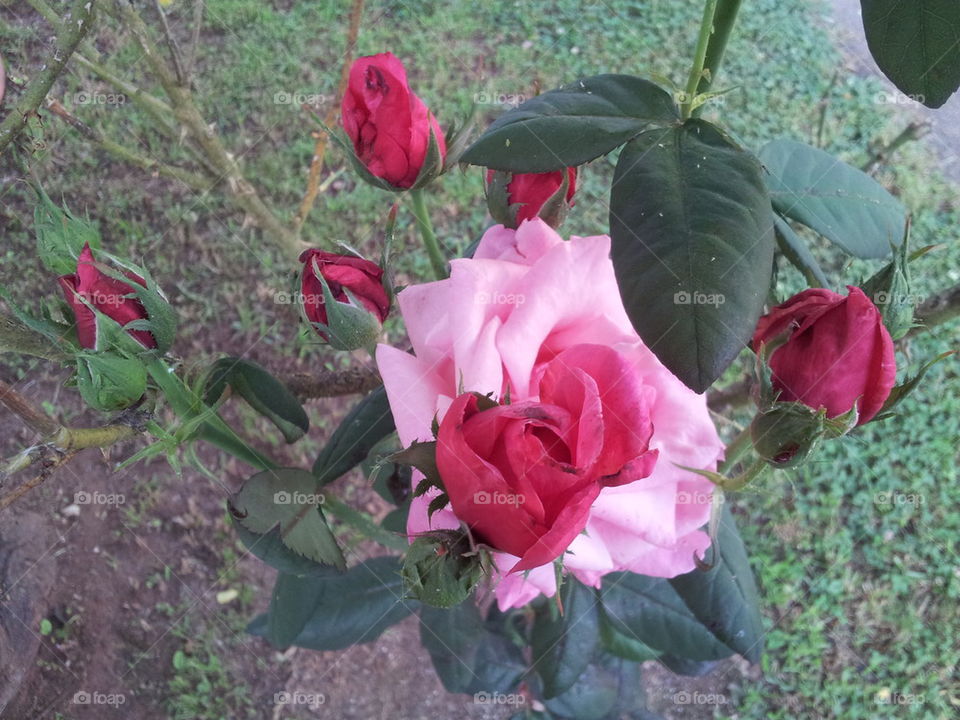 7 Rose Blooms on 1 Stem