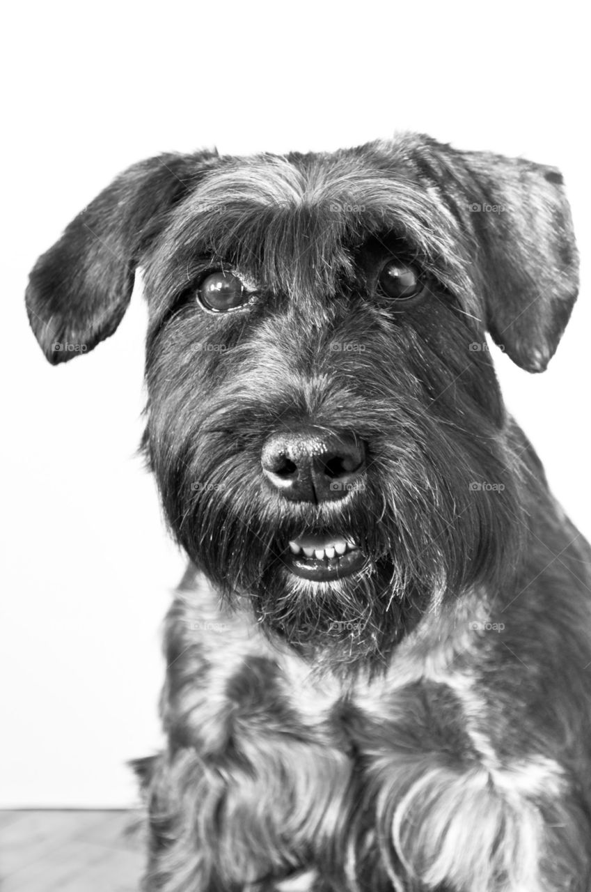 Muzzle combed Schnauzer