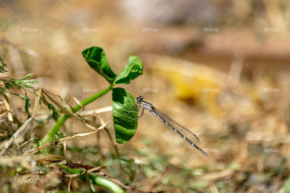 Baby dragonfly 