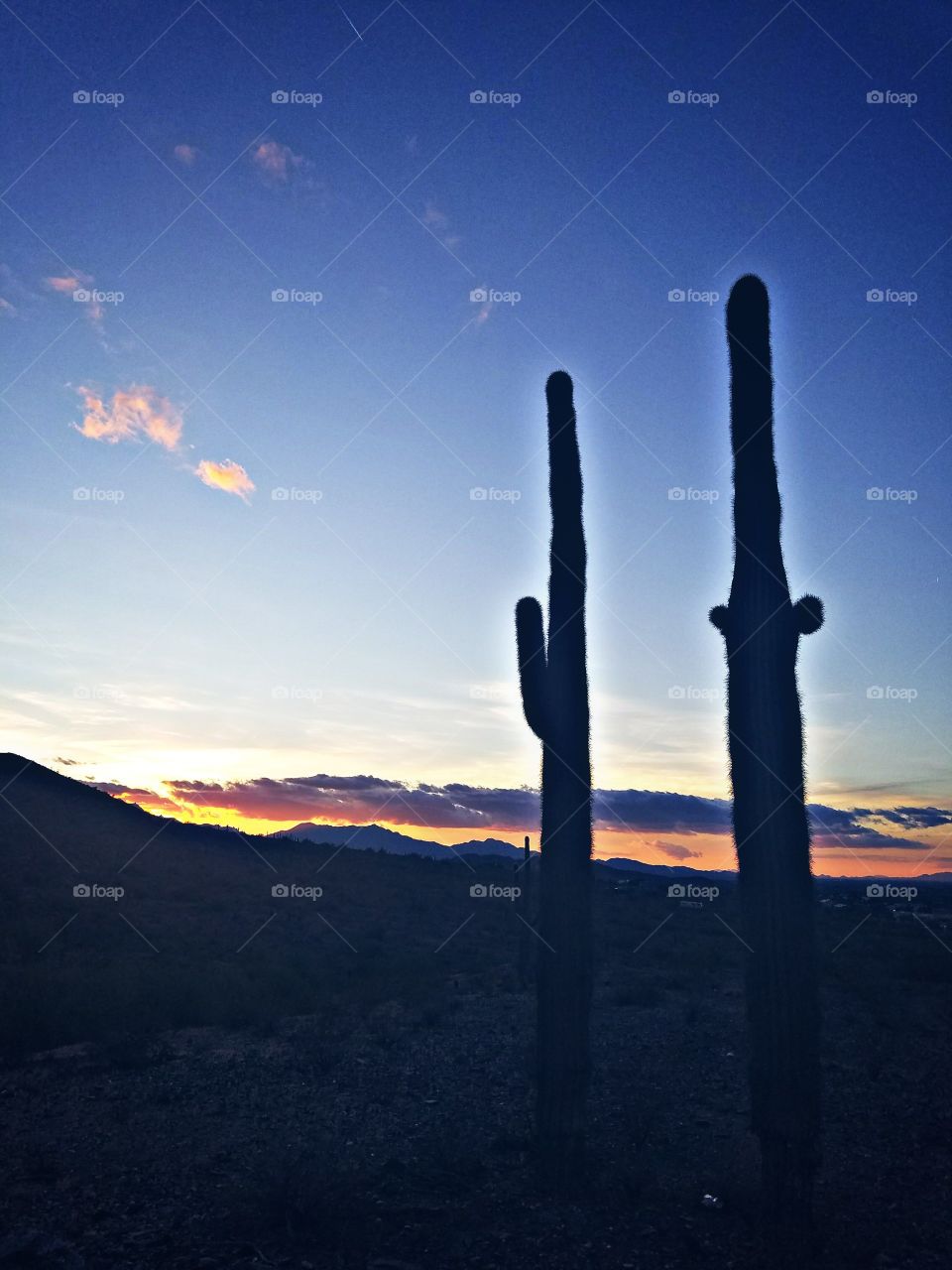 Two cacti just enjoying a beautiful sunset in Phoenix Arizona.