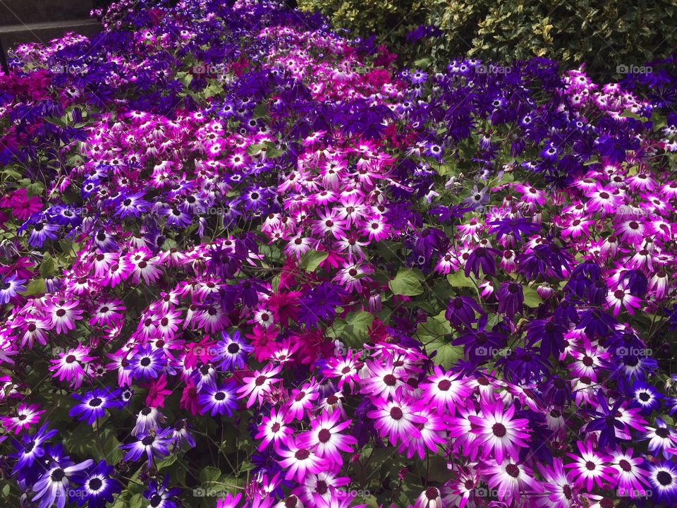 Rows of purple daisies 