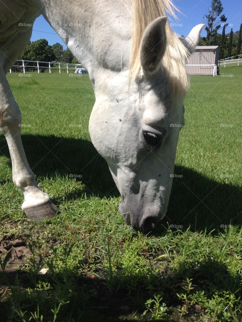 White Horse Grazing 