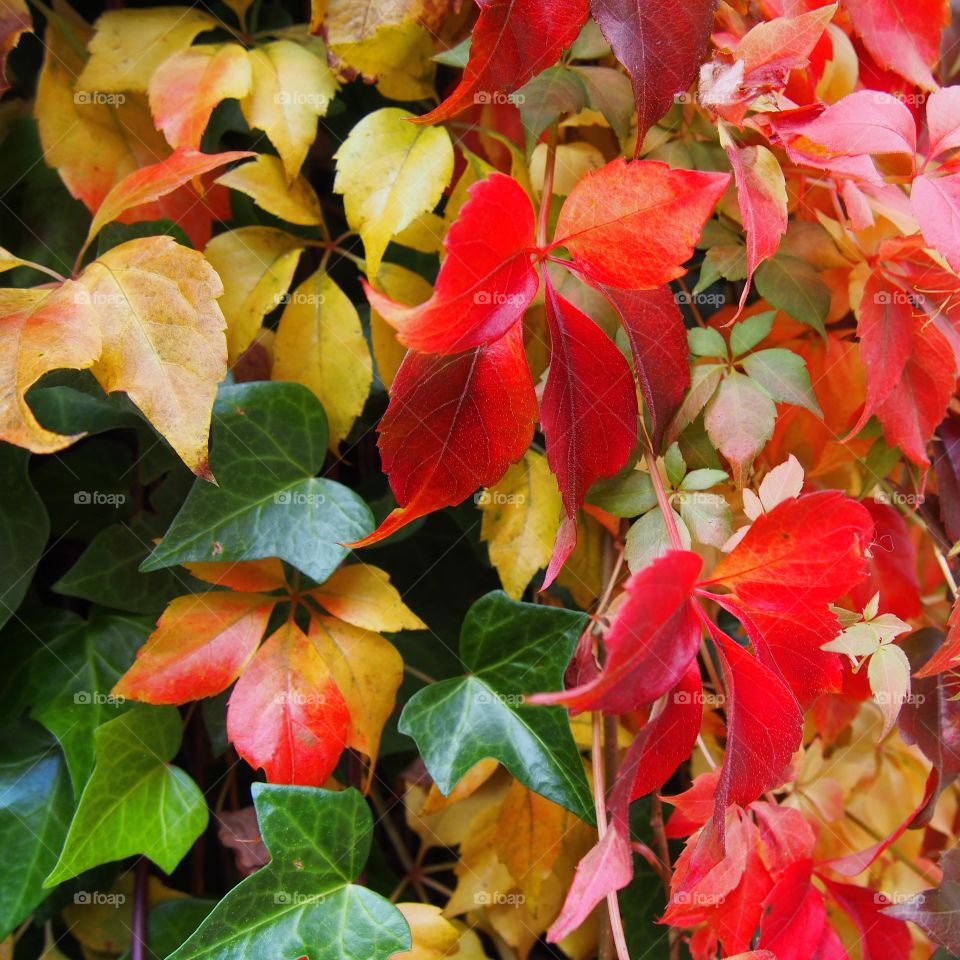 Variety in multi colored leaves