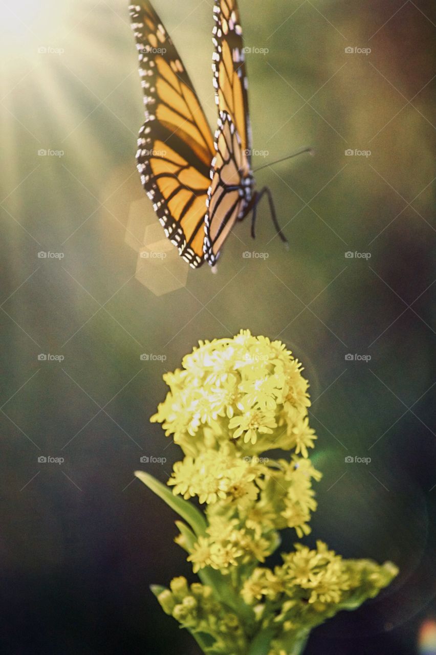 Monarch butterfly in flight