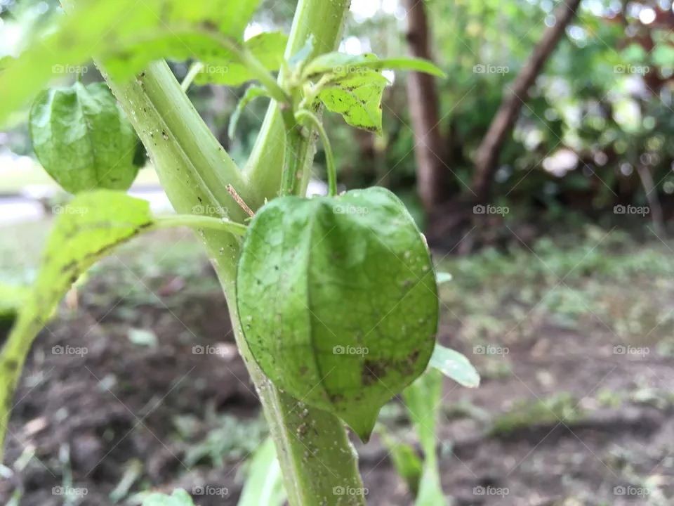 groundcherry